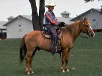 American Indian Horse Pferd