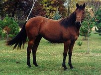 Azteca Horse