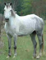 Cape Boerpferd Pferd