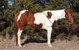  Paint Gelding standing 14.2 hands tall.