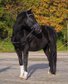 Elegant KWPN gelding