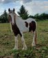 Irish Cob Dunkelfuchs -Schecke