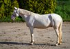 attractive horse for hobby riding, working equitation