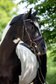 Loving gelding, upscale leisure horse, show jumper