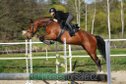  scope mare by El Torreo de Muze for ambitious riders