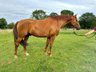 Large-framed, strong-gait Rhineland gelding