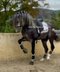 Beautiful Stallion /Dressage quality