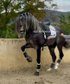 Beautiful Stallion /Dressage quality