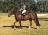 Gorgeous 4 years old  Hannoverian gelding 