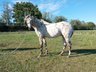 Typey, beautiful Appaloosa gelding