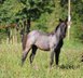 Blue Roan Eyecatcher