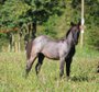 Blue Roan Eye-Catcher