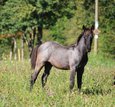 Blue Roan Eye-Catcher