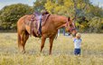 Smart and Kids safe Quarter horse.