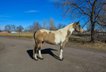 13 year old, 15hh buckskin paint mare