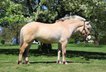 Beautiful Buckskin Fjord Horse .