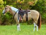 Perfect size Quarter horse Gelding.