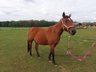 Quarter Horse Mare 