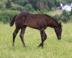 Typey Quarter Horse filly in blue roan