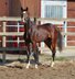 Beautiful filly by Jameson RS2 for smaler rider/breeder  