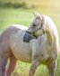 Beloved mare Gunnita Seeking a Loving Home