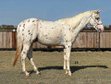  Appaloosa Wallach stehend 15 Hände groß