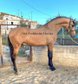 Outstanding stallion PRE with Piro FREE