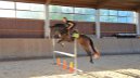 4 y.o. mare for sale 