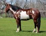 Malen Sie das Quarter Horse mit toller Persönlichkeit!