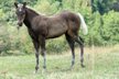 Wonderful Quarter Horse filly in Silver Bay