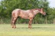 Strong and Calm Quarter Horse Gelding.