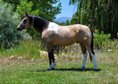 Sanftes Quarter Horse aus Tobiano aus Hirschleder.