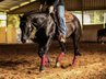 Black, talented Quarter Horse gelding 