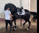 Erstaunliches schwarzes spanisches Pferd