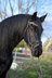 Unused, well-behaved Friesian mare