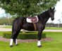 Stunning Friesian Blood Horse Gelding