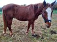 Beautiful Curly Horse gelding by CF Eik ́s Orion