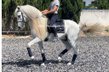 Top Andalusian horse / PSG Level