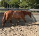 Wonderful Quarter Horse mare with very nice creatures