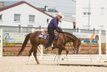 Rideable, beautiful Quarter Horse mare