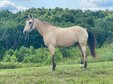 13 Jahre alter Buckskin Wallach mit einer Geschwindigkeit von 15'