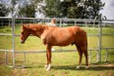 Correct Quarter Horse stallion with proven reining pedigree