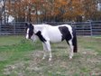 Bildschöne Curly Horse Stute