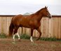 Atemberaubendes und kindersicheres Quarter Horse.