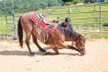 Beautiful smooth riding and athletic gelding.