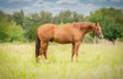 Powerful Quarter Horse gelding