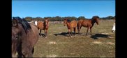 20 MARES OF PRE. GREY, BROWN AND BAY