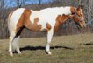 Super stocky 15hh Quarter horse  gelding.