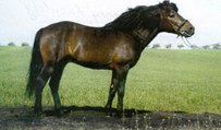 Hutsul Horse