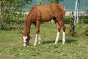 Super well-behaved, double-registered Quarter Horse/Paint Horse J